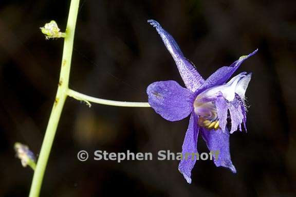 delphinium gracilentum 1 graphic